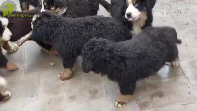 Video preview image #2 Bernese Mountain Dog Puppy For Sale in Hatvan, Heves, Hungary