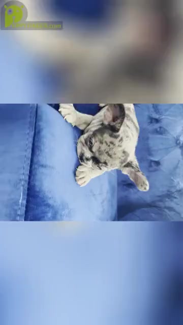 Video preview image #6 French Bulldog Puppy For Sale in PALO ALTO, CA, USA