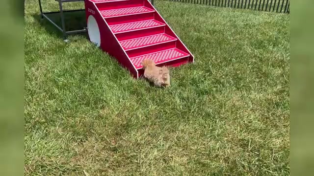 Video preview image #1 Maltipoo Puppy For Sale in WARSAW, IN, USA