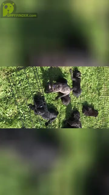 Video preview image #4 Cane Corso Puppy For Sale in GULLIVER, MI, USA