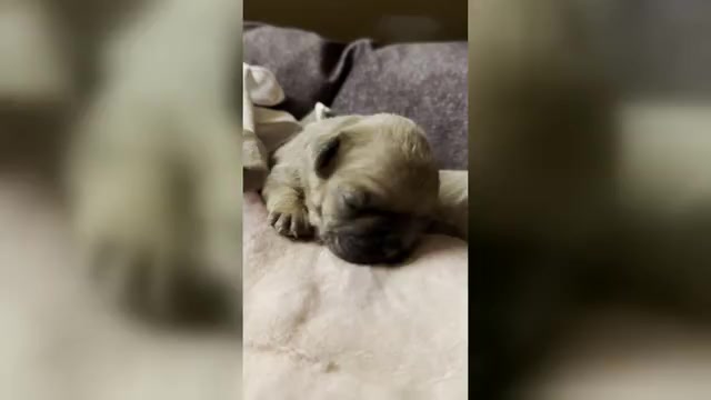 Video preview image #14 French Bulldog Puppy For Sale in WEXFORD, PA, USA