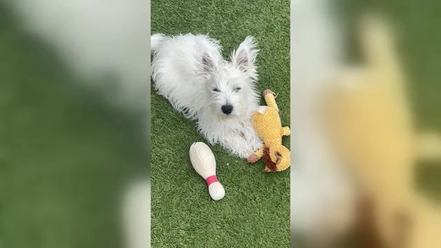 Video preview image #4 West Highland White Terrier Puppy For Sale in PHOENIX, AZ, USA