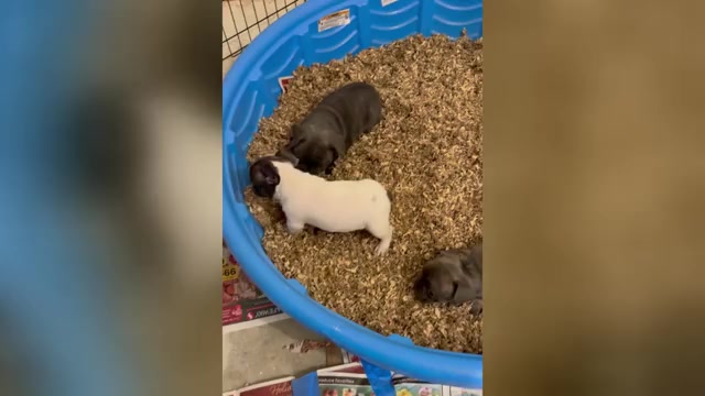 Video preview image #3 French Bulldog Puppy For Sale in ROCKVILLE, MD, USA