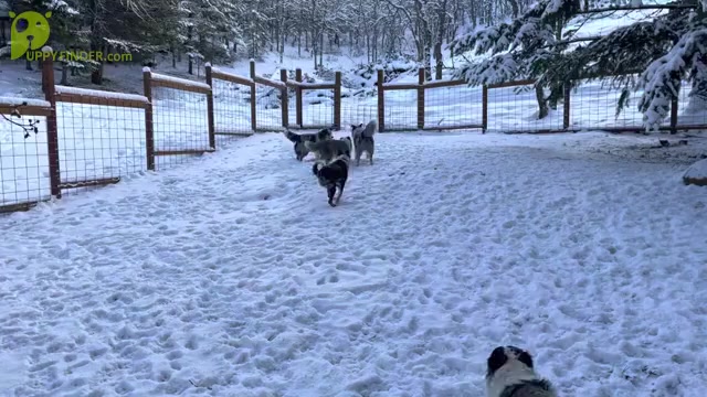 Video preview image #1 Border Collie Puppy For Sale in MOSIER, OR, USA