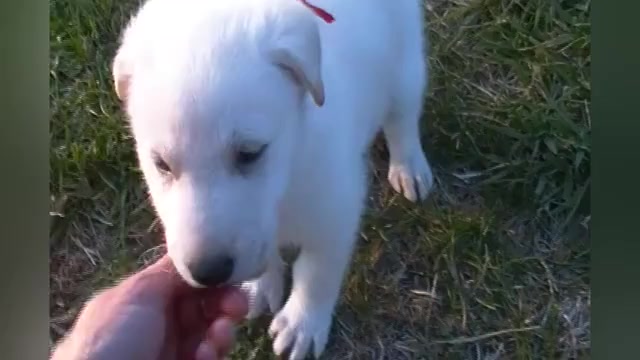 Video preview image #1 German Shepherd Dog Puppy For Sale in PIEDMONT, MO, USA