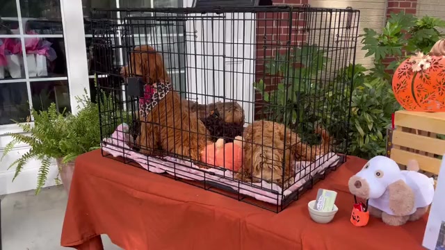 Video preview image #1 Australian Labradoodle Puppy For Sale in WINDSOR, SC, USA