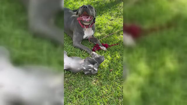 Video preview image #1 American Bully Puppy For Sale in BEULAVILLE, NC, USA