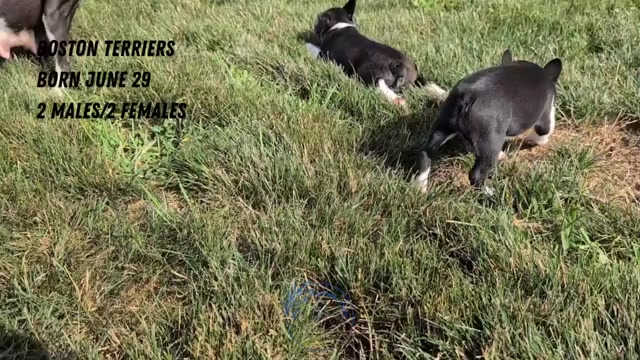 Video preview image #2 Boston Terrier Puppy For Sale in GOSHEN, IN, USA
