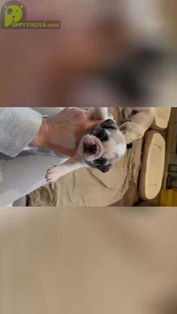 Video preview image #2 Pug Puppy For Sale in NEW LONDON, OH, USA
