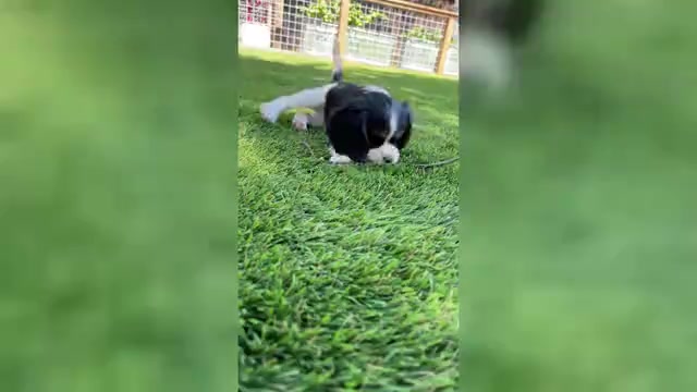 Video preview image #11 Cavalier King Charles Spaniel Puppy For Sale in SANTA ROSA, CA, USA