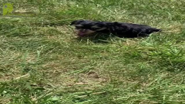 Video preview image #6 Yorkshire Terrier Puppy For Sale in WARSAW, IN, USA