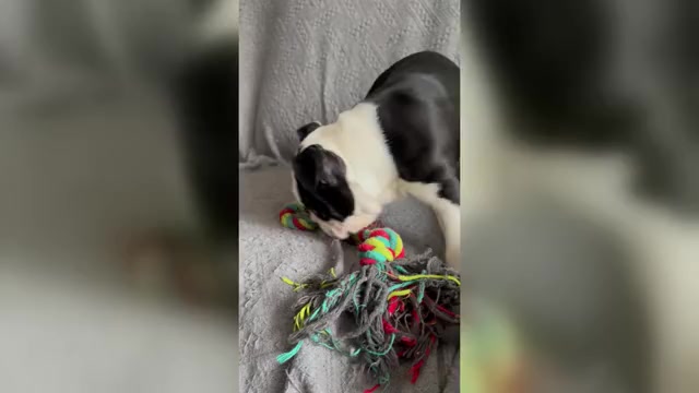 Video preview image #5 Boston Terrier Puppy For Sale in BRIDGEWATER, NJ, USA