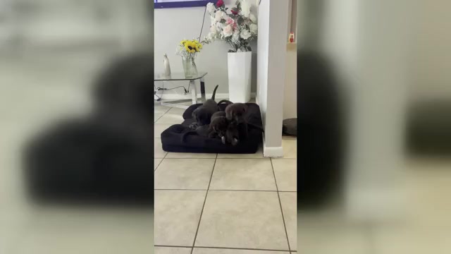 Video preview image #3 Labrador Retriever Puppy For Sale in LEHIGH ACRES, FL, USA