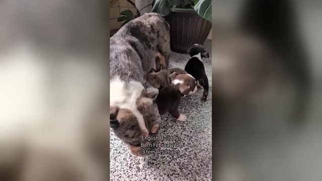 Video preview image #4  Breeder Profile in GOSHEN, IN, USA