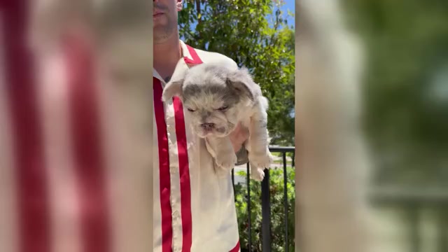 Video preview image #5 French Bulldog Puppy For Sale in SAN DIEGO, CA, USA