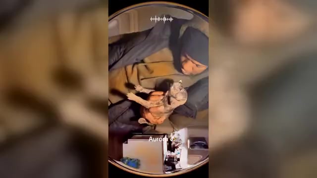 Video preview image #3  Breeder Profile in PORTSMOUTH, VA, USA