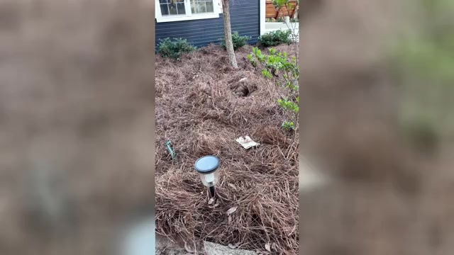 Video preview image #6 English Bulldog Puppy For Sale in MARIANNA, FL, USA