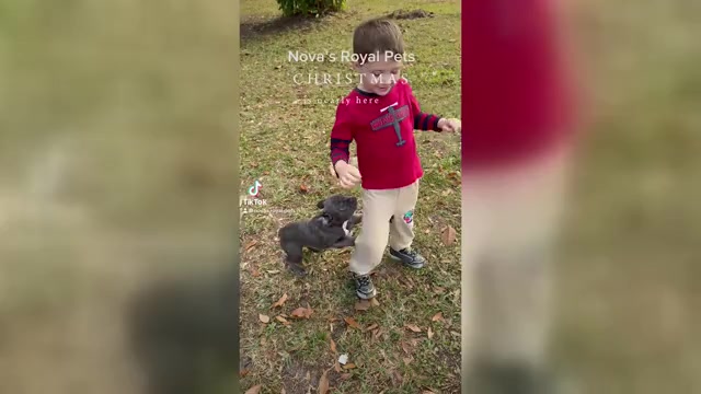 Video preview image #1 French Bulldog Puppy For Sale in SAINT JOHNS, FL, USA