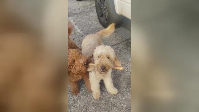 Video preview image #4 Goldendoodle mix (+ Poodle Standard) Puppy For Sale in CLEVELAND, OH, USA