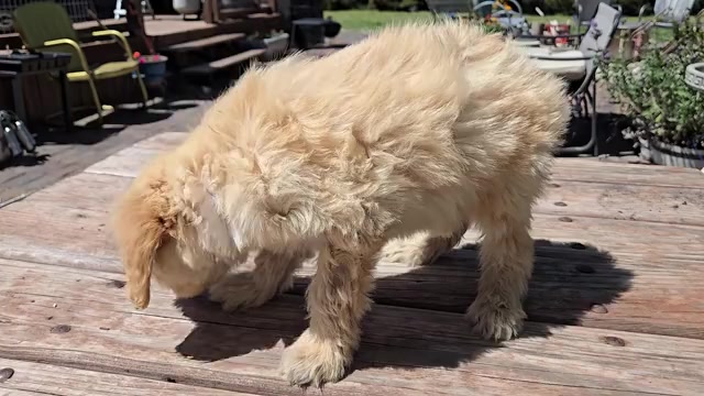 Video preview image #2 Goldendoodle Puppy For Sale in LEON, KS, USA