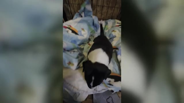 Video preview image #1 Bull Terrier Puppy For Sale in LONG BEACH, CA, USA