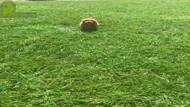 Video preview image #26 Maltipoo Puppy For Sale in WARSAW, IN, USA