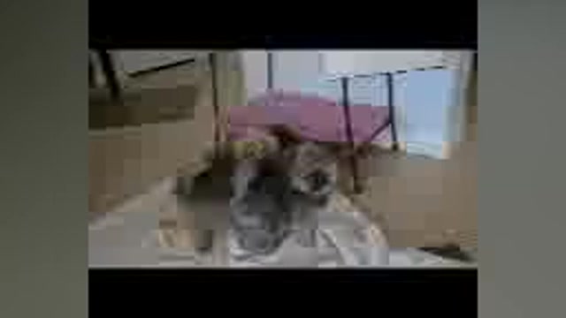Video preview image #1  Breeder Profile in MENIFEE, CA, USA
