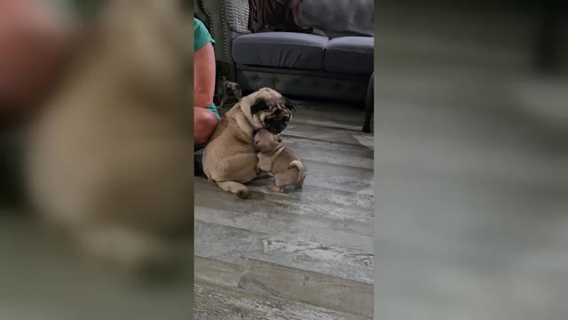 Video preview image #3 Pug Puppy For Sale in GLENCOE, KY, USA