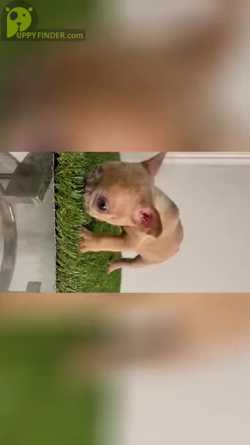 Video preview image #16 French Bulldog Puppy For Sale in OPA LOCKA, FL, USA