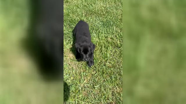 Video preview image #1 Labrador Retriever Puppy For Sale in NEOLA, WV, USA
