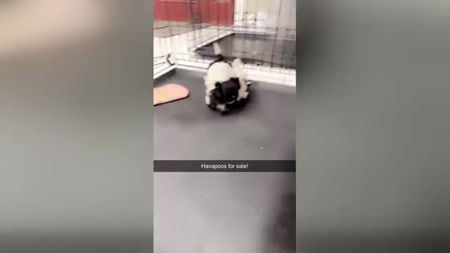 Video preview image #1 Poovanese Puppy For Sale in TOPPENISH, WA, USA