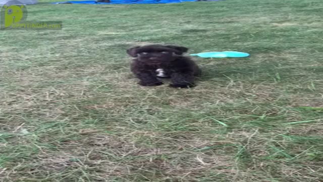 Video preview image #10 Schnauzer (Miniature) Puppy For Sale in WARSAW, IN, USA