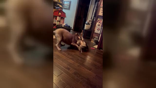 Video preview image #1 Border Collie Puppy For Sale in FREEMAN, MO, USA