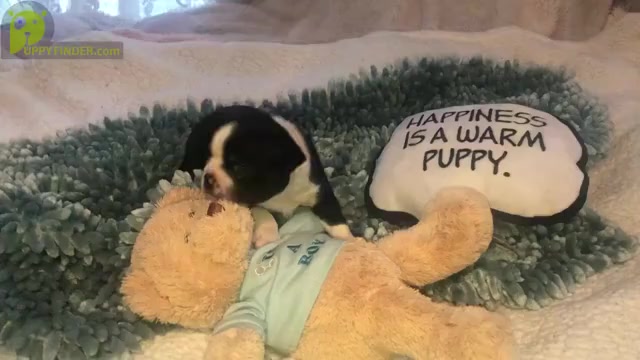 Video preview image #1 Boston Terrier Puppy For Sale in EATONVILLE, WA, USA