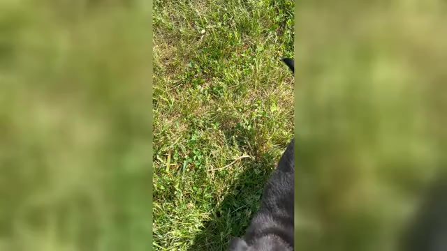 Video preview image #2 Labrador Retriever Puppy For Sale in NEOLA, WV, USA