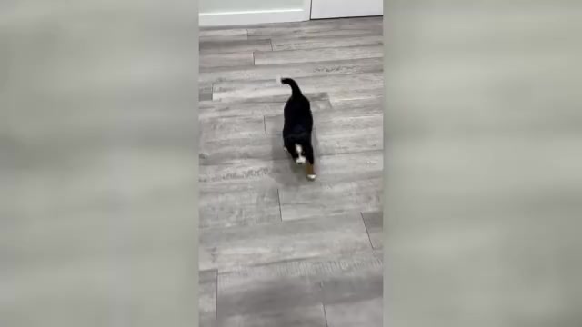 Video preview image #1 Bernese Mountain Dog Puppy For Sale in DUNDEE, OH, USA