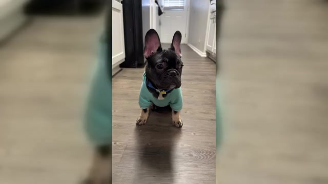 Video preview image #3  Breeder Profile in ROUND ROCK, TX, USA