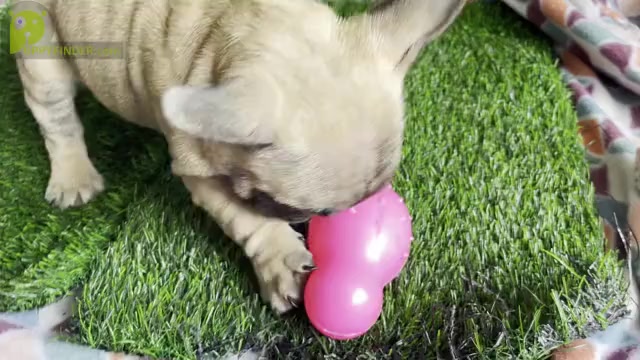 Video preview image #1 French Bulldog Puppy For Sale in KISSIMMEE, FL, USA