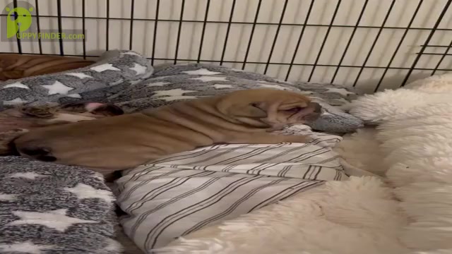 Video preview image #1  Breeder Profile in TEMPE, AZ, USA