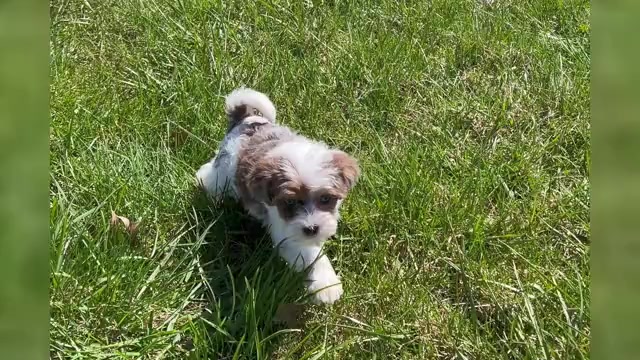 Video preview image #19 Morkie Puppy For Sale in WARSAW, IN, USA