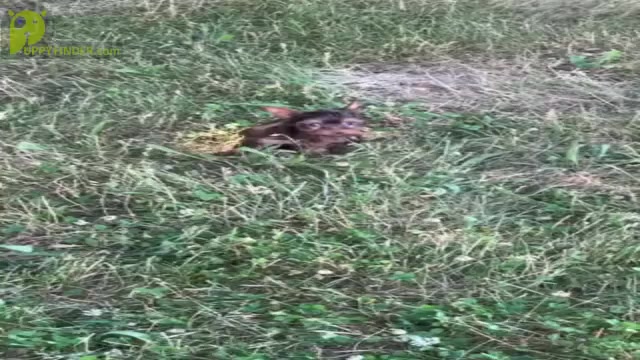 Video preview image #6 Yorkshire Terrier Puppy For Sale in WARSAW, IN, USA