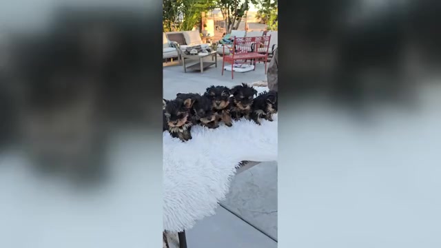 Video preview image #1 Yorkshire Terrier Puppy For Sale in HESPERIA, CA, USA