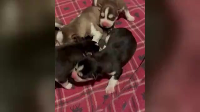 Video preview image #1 Siberian Husky Puppy For Sale in STAPLES, MN, USA
