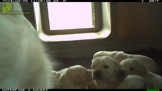 Video preview image #1 English Cream Golden Retriever Puppy For Sale in GUTHRIE, KY, USA