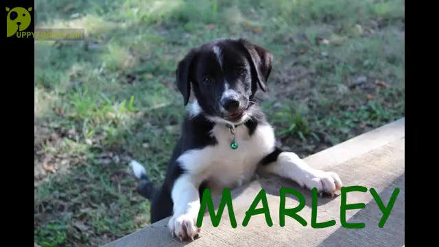 Video preview image #2 Border Collie Puppy For Sale in OSCEOLA, MO, USA