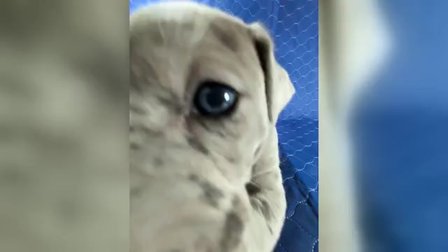 Video preview image #7 Cane Corso-Great Dane Mix Puppy For Sale in BROOKFIELD, MA, USA