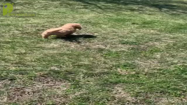 Video preview image #5 Goldendoodle (Miniature) Puppy For Sale in WARSAW, IN, USA