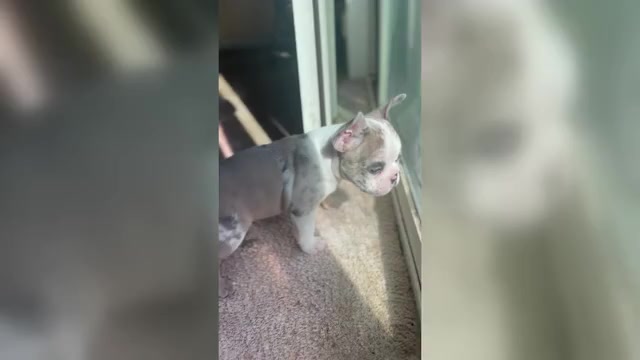 Video preview image #4 French Bulldog Puppy For Sale in LAS VEGAS, NV, USA