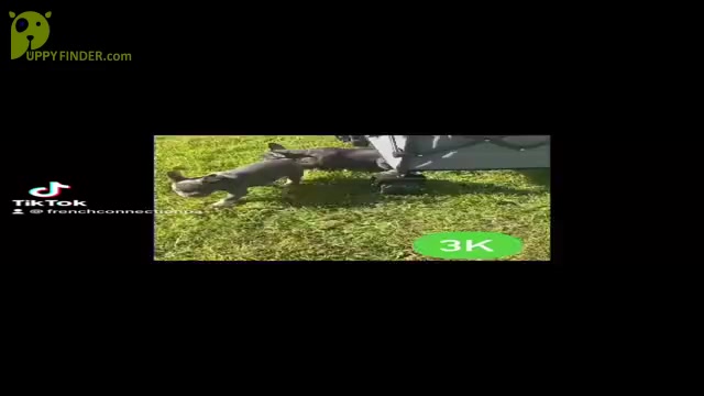 Video preview image #3 French Bulldog Puppy For Sale in PITTSBURGH, PA, USA