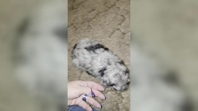Video preview image #1 Poodle (Toy) Puppy For Sale in DYERSBURG, TN, USA
